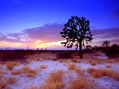 Desert Apron