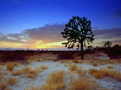 Desert Hip Flask