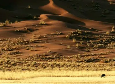 Desert Metal Wall Art