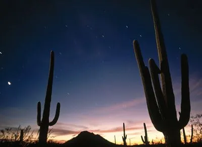 Desert Pillow