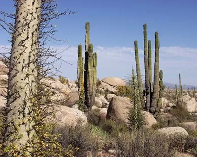 Desert Round Flask