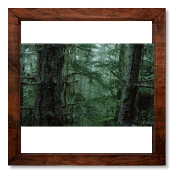 Forests 12x12